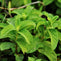 Is Peppermint Tea Good For You?