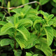 Is Peppermint Tea Good For You?