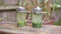 Discovering the Differences in Japanese Green Tea