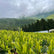 Marusen Isagawa Cooperative