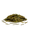Dragon Well